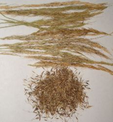 5 grams of Stipa robusta Sleepy Grass Seeds