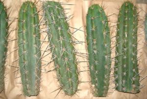 peruvianus cacti cuttings peruvianus cactus