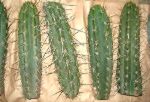 12 inch Trichocereus peruvianus Cacti cuttings cut and ready to pack