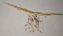 Stalk and seed picture of Stipa robusta Sleepy Grass Seeds