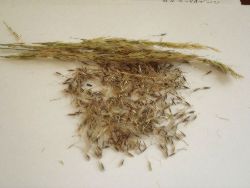 Closeup picture of Stipa robusta Sleepy Grass Seeds